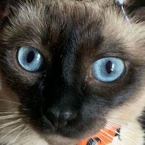 Meet your Posher, Mia